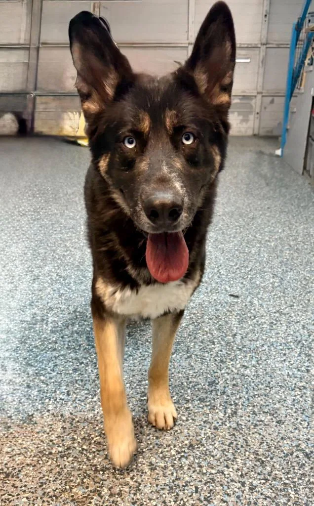 An adult large-sized male German Shepherd Dog dog named Sear for adoption in Reno, NV