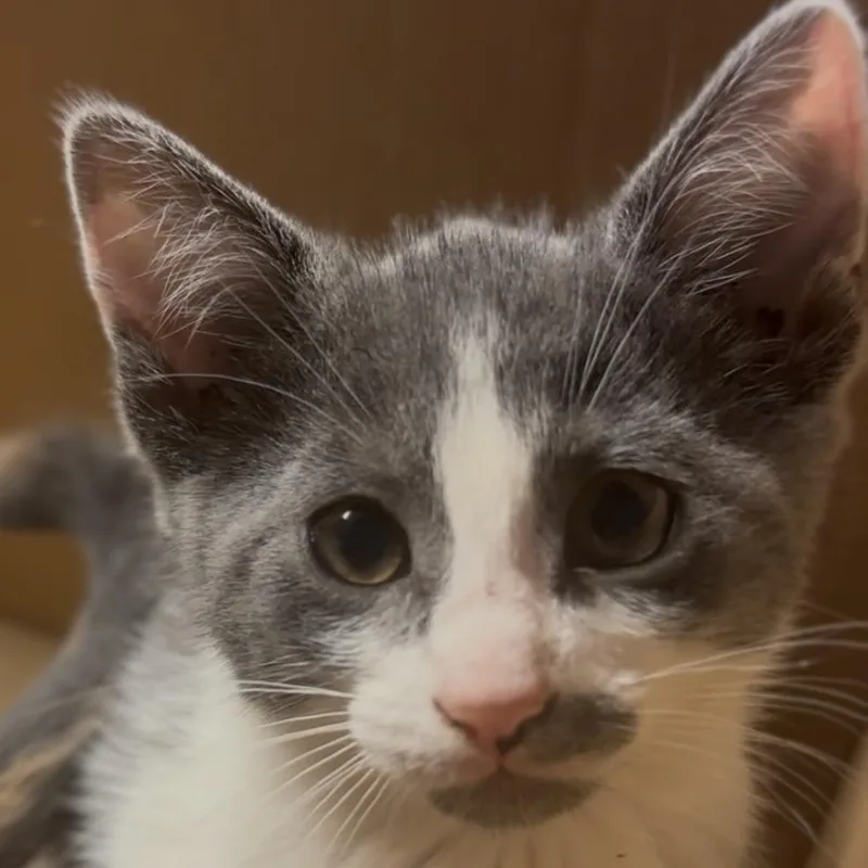 A baby small-sized female Gray / Blue / Silver Domestic Short Hair cat named Merryweather for adoption in Midland, TX