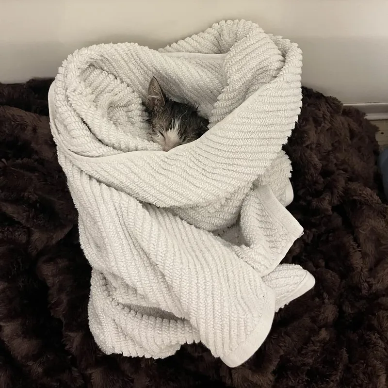 A baby small-sized female Gray / Blue / Silver Domestic Short Hair cat named Stella for adoption in Escondido, CA