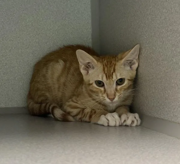 A baby small-sized female Domestic Short Hair cat named Rachel for adoption in Stratham, NH