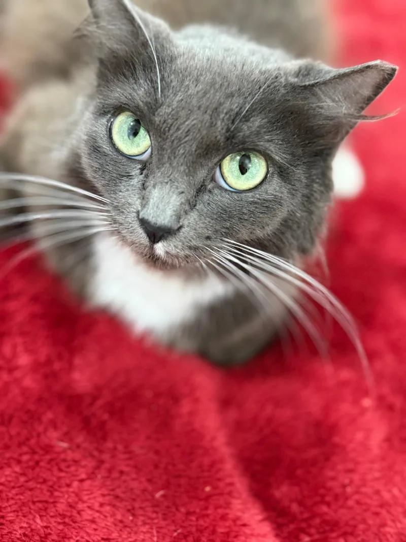 A young medium-sized female Gray / Blue / Silver Domestic Long Hair cat named Lady Grey for adoption in Hopkinton, MA