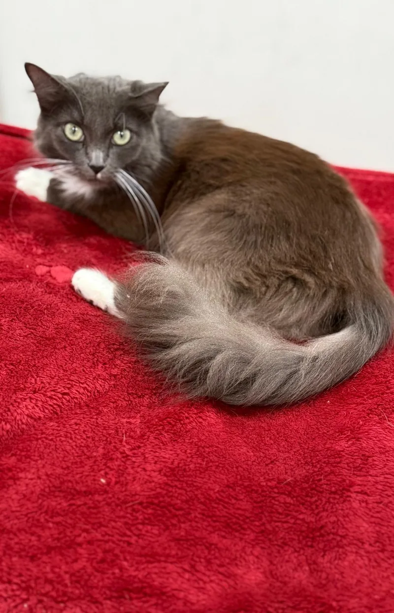 Lady Grey thumbnail 2