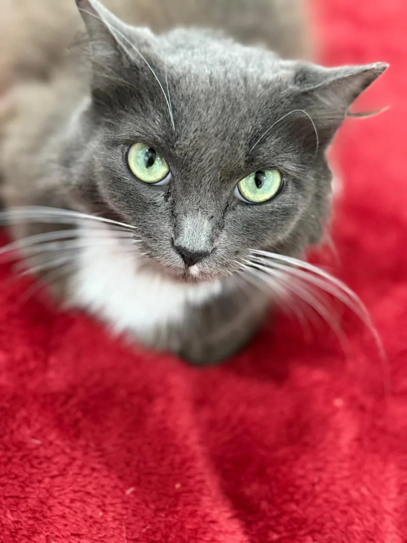 Lady Grey thumbnail 4