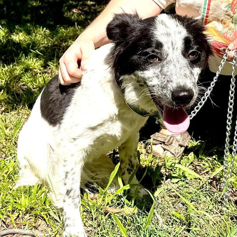 A young medium-sized female White / Cream Border Collie dog named Texas Toast s for adoption in Sequatchie, TN