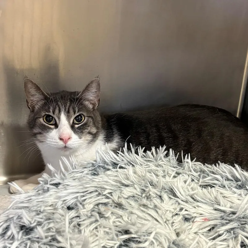 An adult small-sized male Gray / Blue / Silver Domestic Short Hair cat named Chronos for adoption in Chehalis, WA