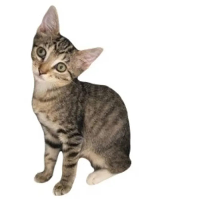 A baby medium-sized female Tabby (Brown / Chocolate) Tabby cat named Monica for adoption in Red Bluff, CA