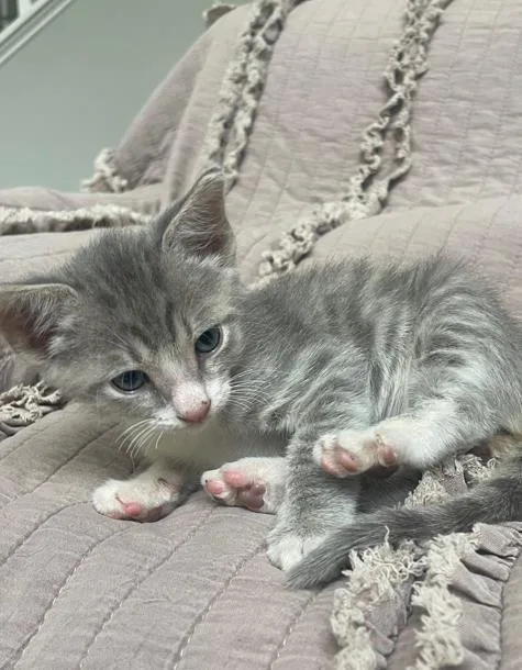 A baby small-sized male Domestic Short Hair cat named Maserati for adoption in Charlotte, NC