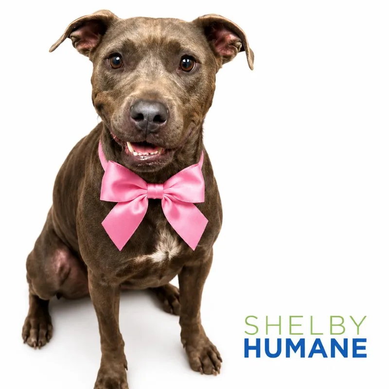 An adult medium-sized female Gray / Blue / Silver Mixed Breed dog named Lottie for adoption in Columbiana, AL