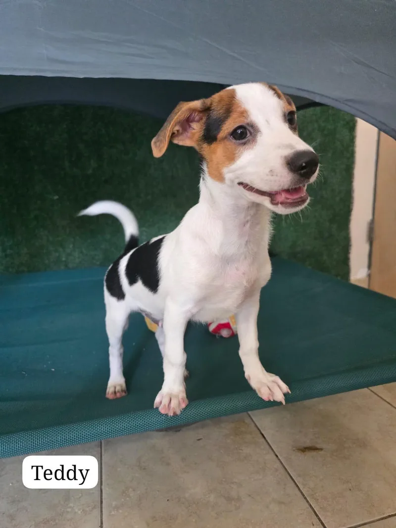 A young small-sized male Tricolor (Brown, Black, & White) Chihuahua dog named Teddy for adoption in New York, NY