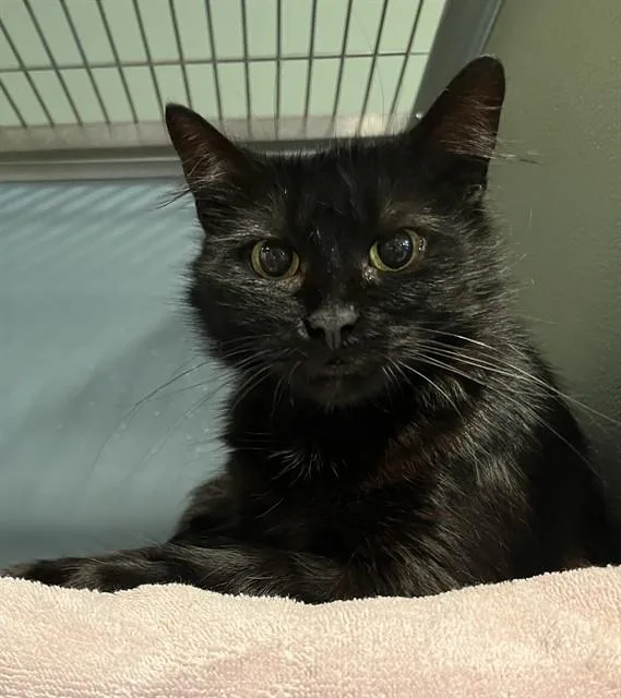 A young small-sized female Domestic Short Hair cat named Wren for adoption in Westminster, MD