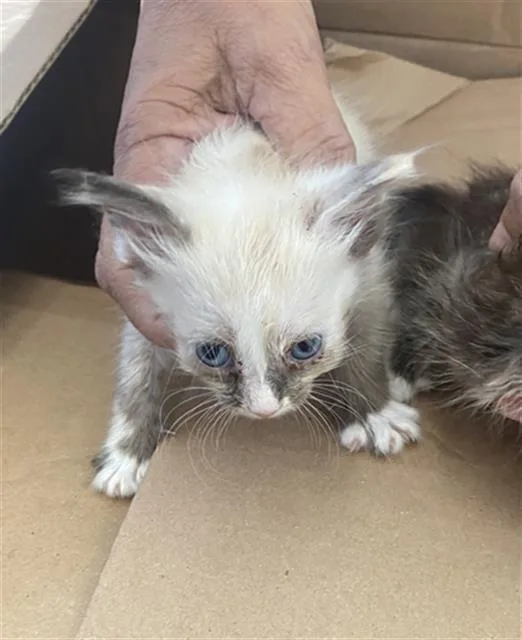 A baby medium-sized female Domestic Short Hair cat named Daniel for adoption in Dallas, TX