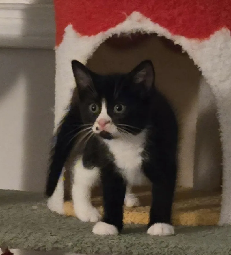 A baby small-sized female Black & White / Tuxedo Domestic Short Hair cat named Teletubbies:  Po for adoption in Warren, CT