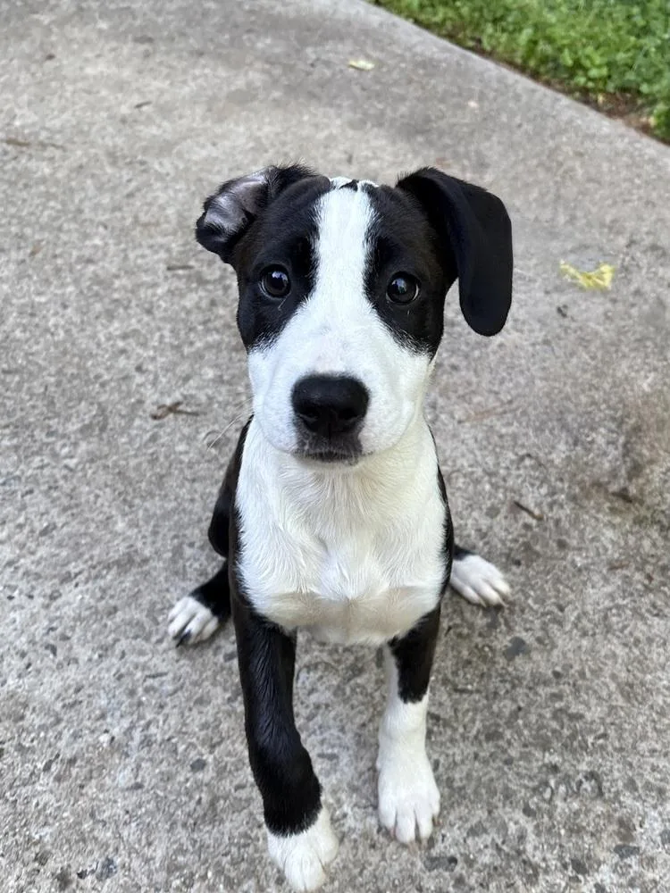 A baby large-sized female Tricolor (Brown, Black, & White) Boxer dog named Snowy for adoption in Mooresville, NC