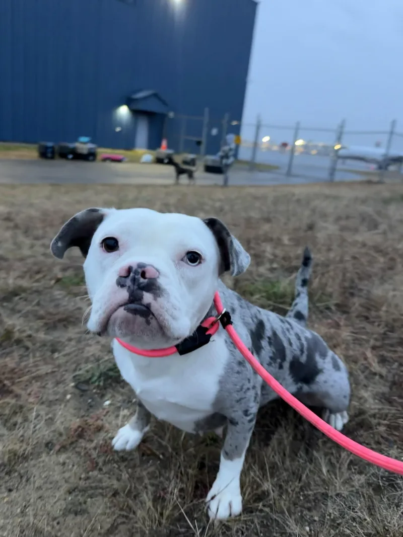 A young medium-sized female Bulldog dog named Pearl for adoption in Portland, ME