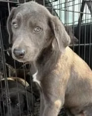 A young large-sized male Labrador Retriever dog named Viper for adoption in Kansas City, MO