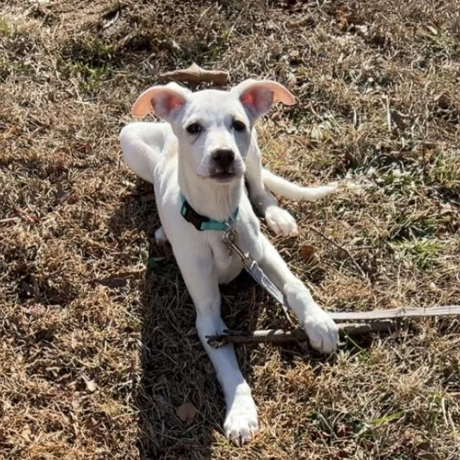 A young small-sized female White / Cream Mixed Breed dog named Rosie for adoption in Asheville, NC