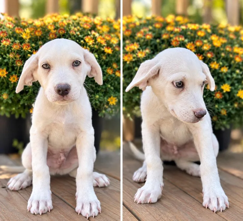 A baby medium-sized male Golden Retriever dog named Jambo for adoption in Russellville, KY