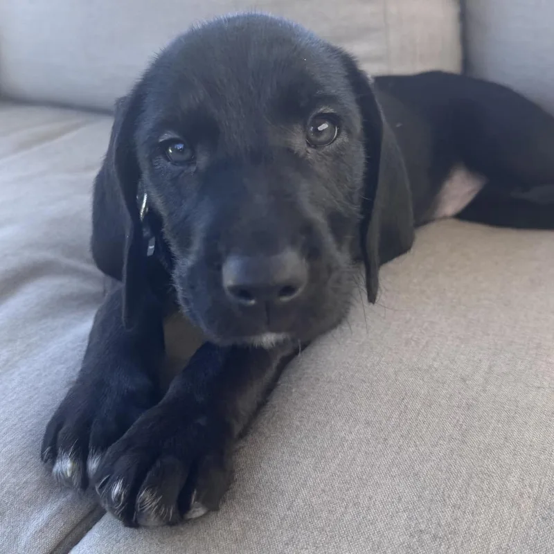 A baby small-sized female Black Mixed Breed dog named Lima for adoption in Mentor, OH