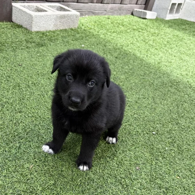 A baby small-sized male Black Shepherd dog named Koala for adoption in LOXAHATCHEE, FL