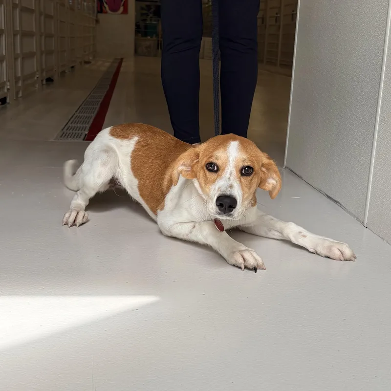 A baby medium-sized female Hound dog named Flower for adoption in Chicago, IL