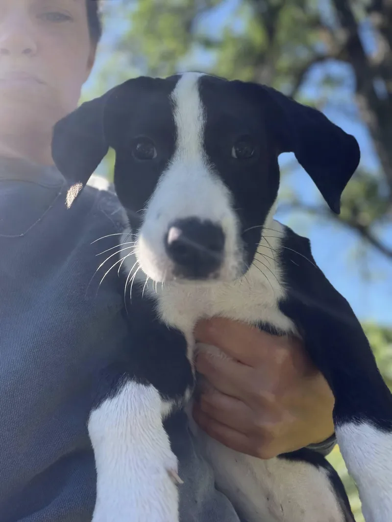 Tux