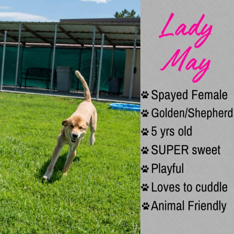 Lady May