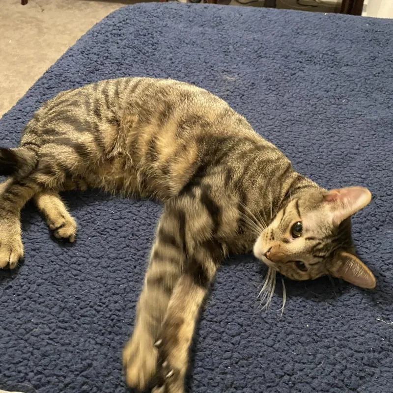 An adult medium-sized male Tabby (Brown / Chocolate) Domestic Short Hair cat named Pretzel for adoption in Evanston, IL