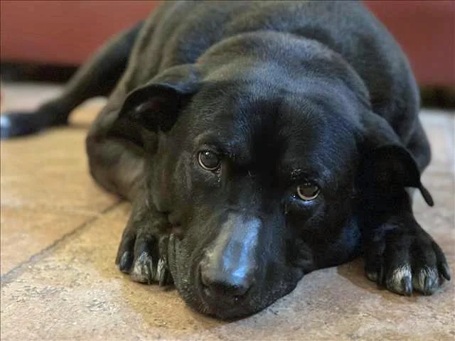 A senior large-sized female Labrador Retriever dog named Ahsoka Aka Baby Girl for adoption in Tucson, AZ