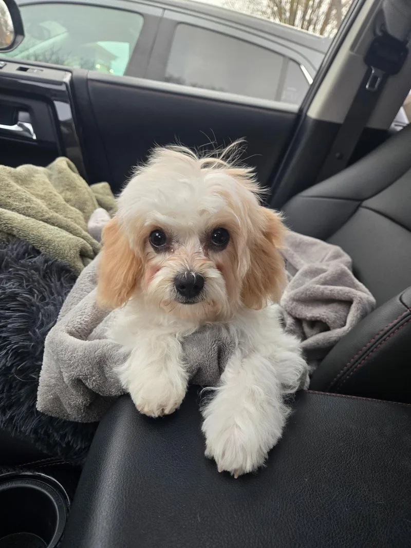 A young small-sized male Cavalier King Charles Spaniel dog named Shaggy for adoption in Sioux Falls, SD