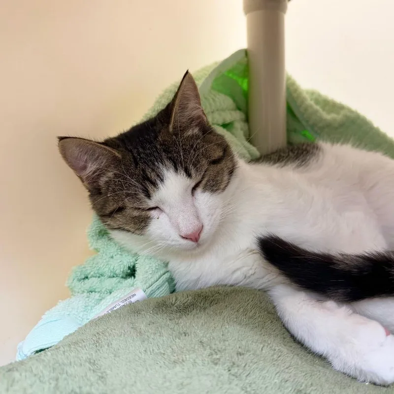 A young medium-sized male Calico Domestic Short Hair cat named Rodger for adoption in Harrisonburg, VA