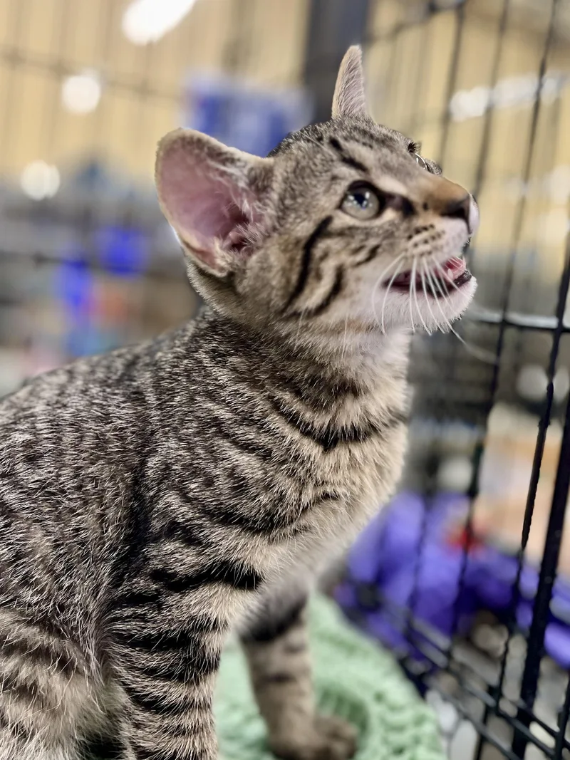 A baby medium-sized male Tabby (Brown / Chocolate) Tabby cat named Bashful for adoption in Lawrenceville, GA