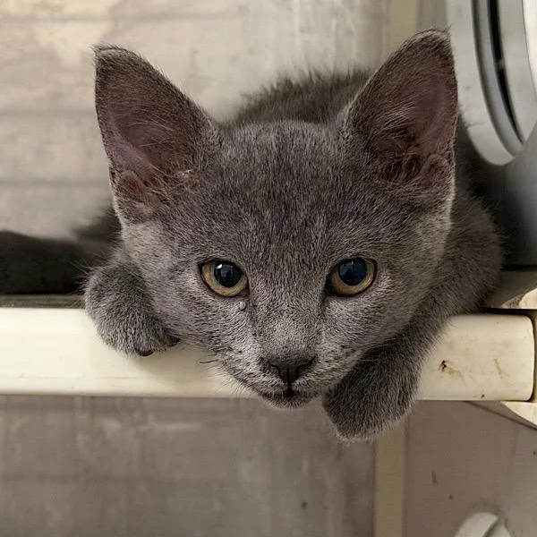 A baby small-sized male Domestic Short Hair cat named Plight for adoption in Des Moines, IA