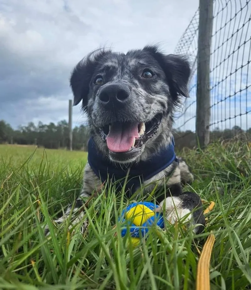 Gemini Zod thumbnail 2