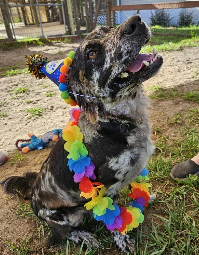 Gemini Zod thumbnail 3