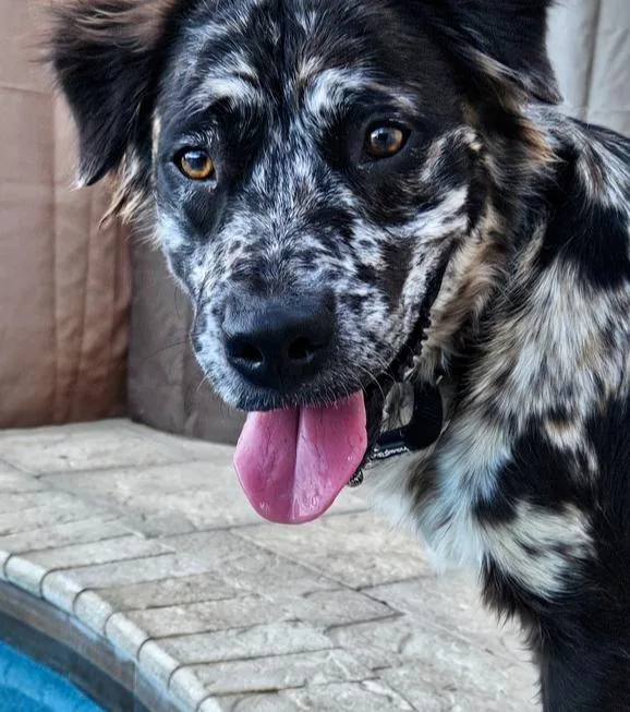 Gemini Zod thumbnail 4