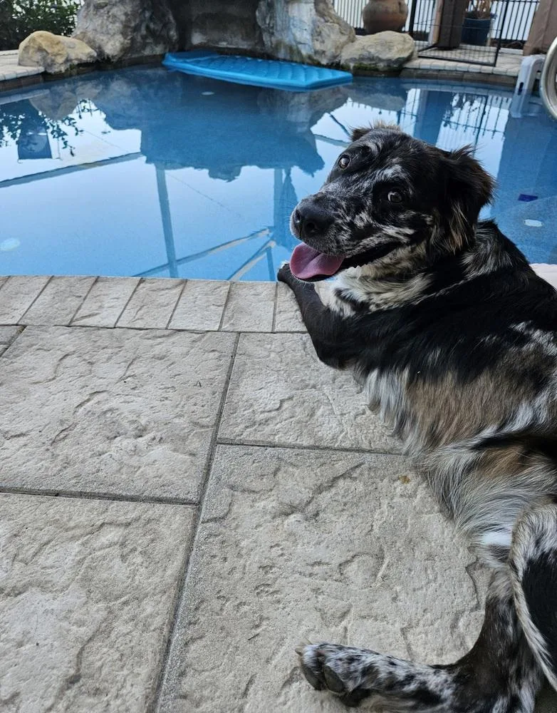 Gemini Zod thumbnail 5