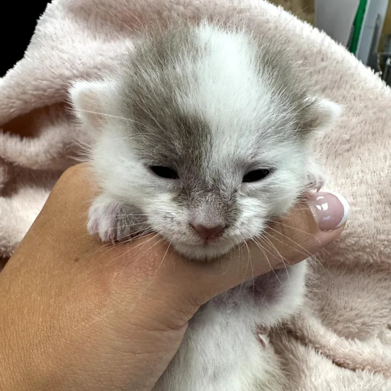 A baby small-sized female Gray / Blue / Silver Domestic Short Hair cat named Posey for adoption in Mount Vernon, IN