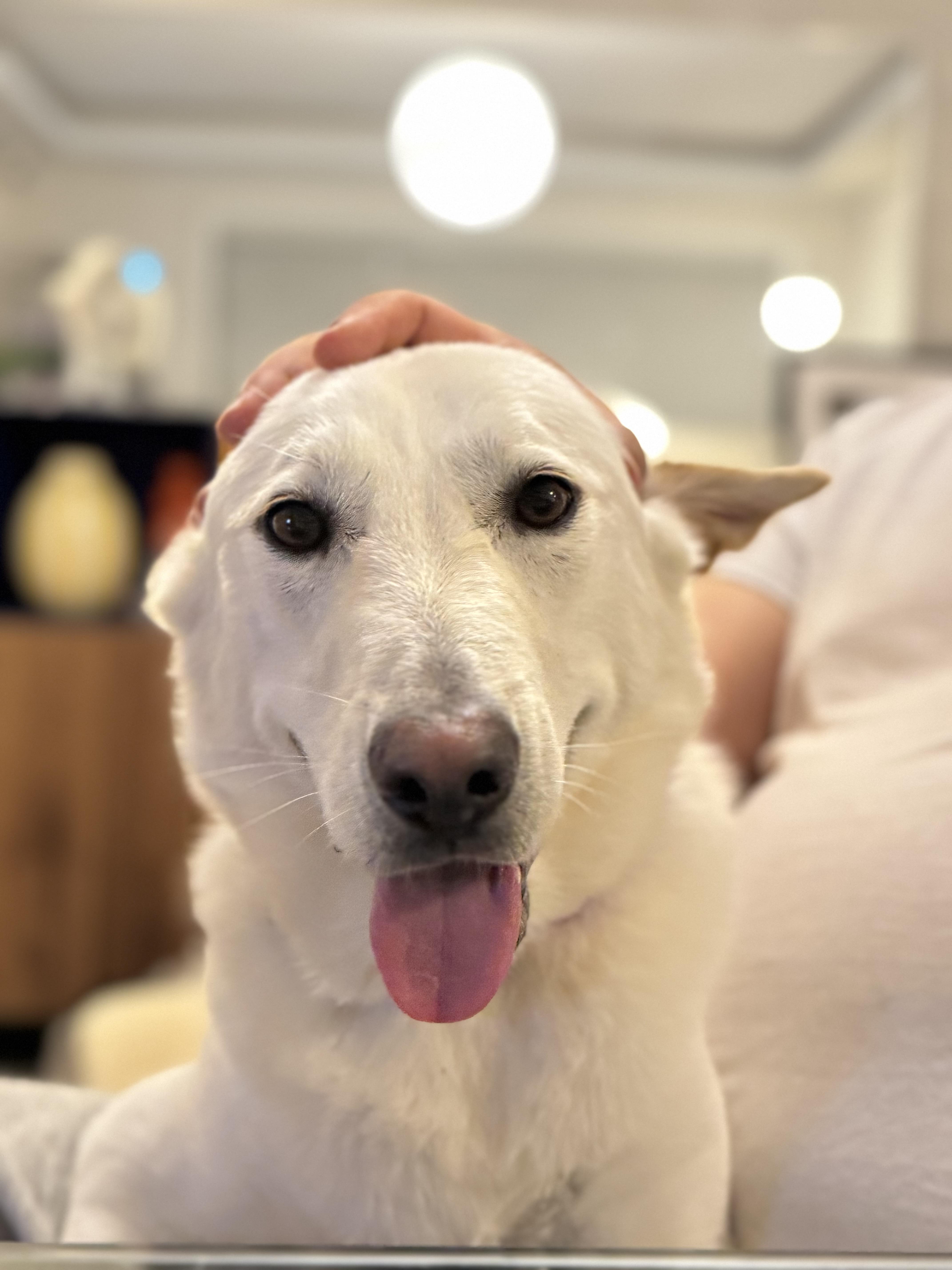 A young medium-sized male White / Cream Jindo dog named Teddy for adoption in San Diego, CA