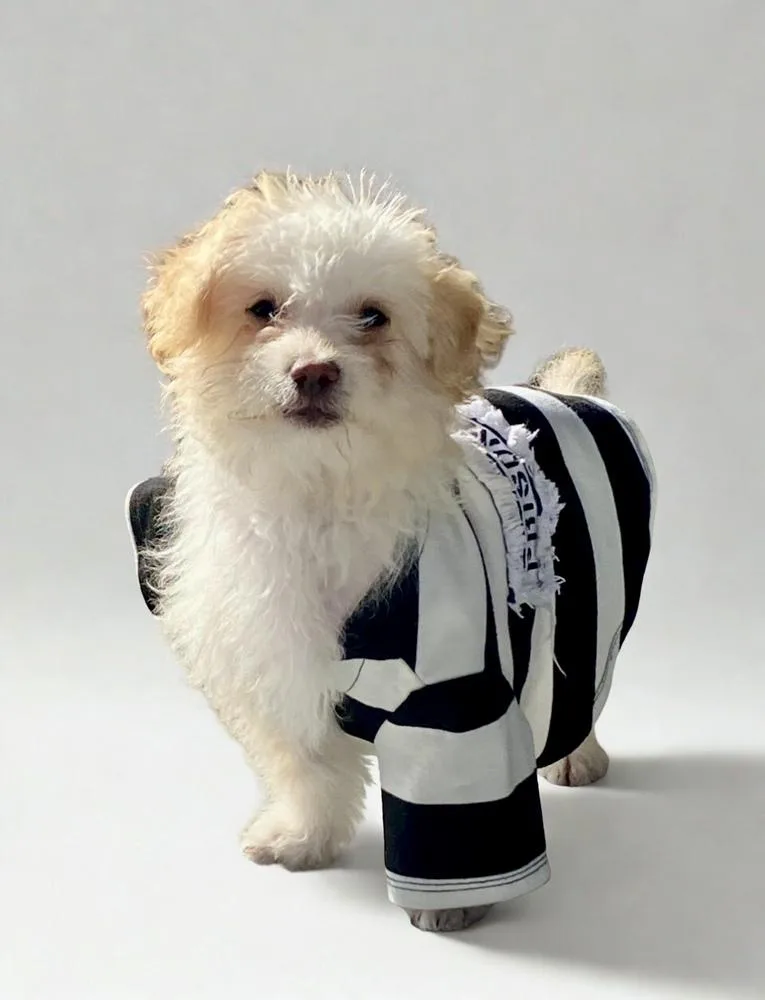 A baby small-sized male Maltese dog named Richie for adoption in Escondido, CA