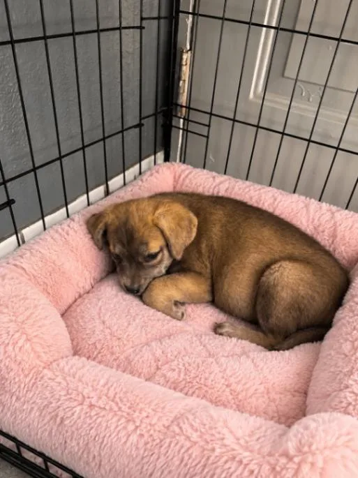 A young medium-sized female Yellow / Tan / Blond / Fawn Dachshund dog named Petunia for adoption in North Bend, WA