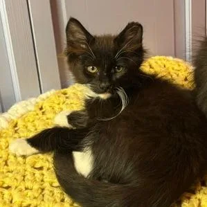 A baby small-sized female Black Domestic Long Hair cat named Aspen for adoption in Hailey, ID