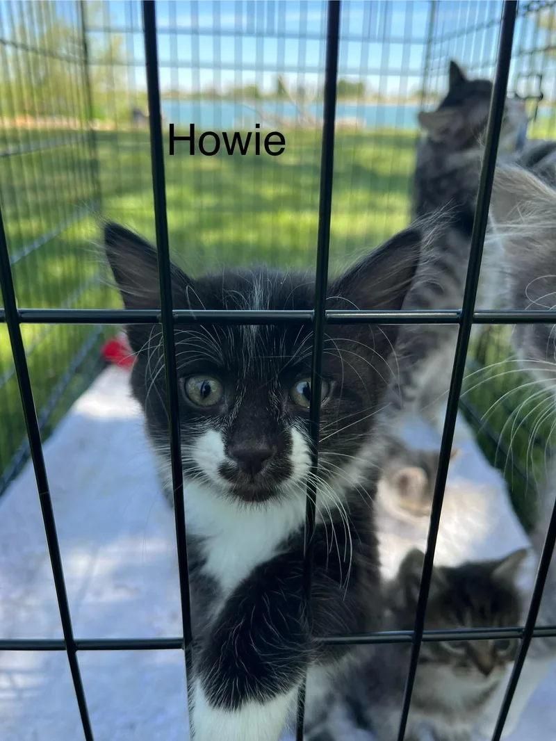 A baby small-sized female Domestic Short Hair cat named Howie for adoption in Heyburn, ID