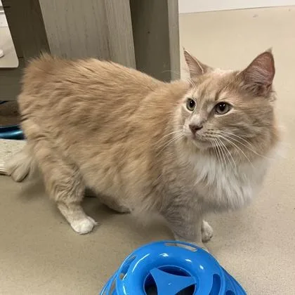 An adult medium-sized male Domestic Long Hair cat named Blazen for adoption in Quakertown, PA