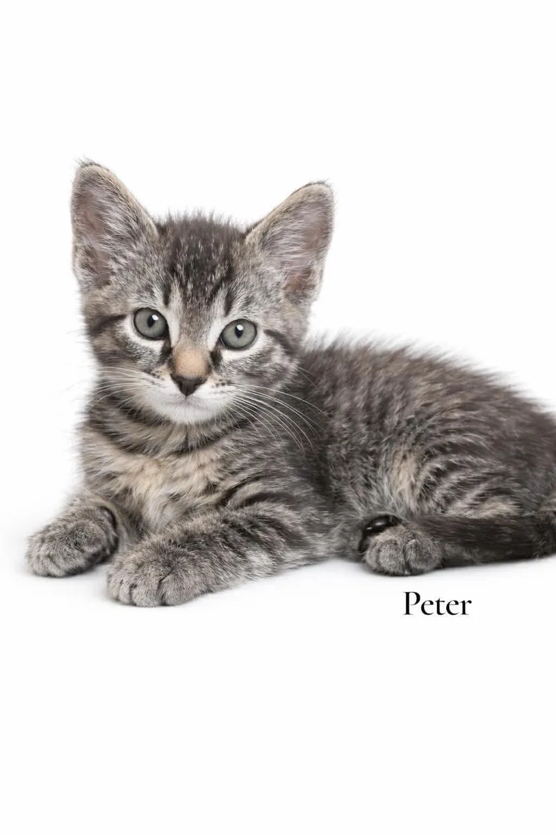 A baby medium-sized male Black Domestic Short Hair cat named Peter for adoption in Stevensville, MI