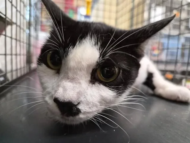 A young medium-sized female Domestic Short Hair cat named Scarlet for adoption in Fort Myers, FL