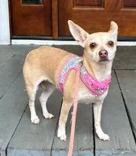 An adult small-sized female Apricot / Beige Chihuahua dog named Tess for adoption in Irmo, SC