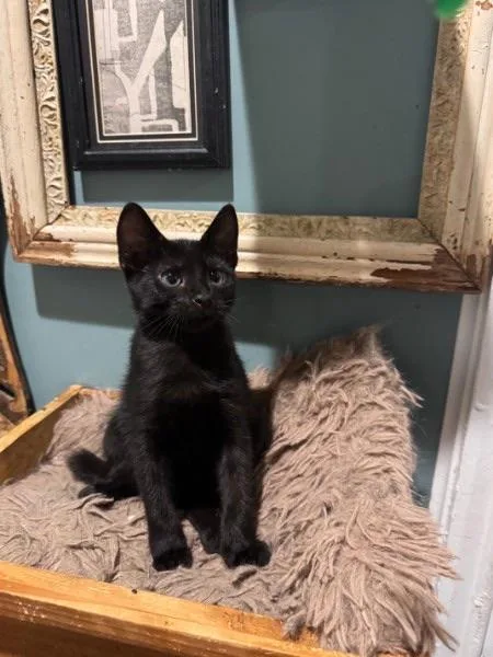 A baby medium-sized male Black Domestic Medium Hair cat named TikTok for adoption in Wilmington, NC