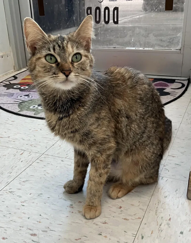 A young medium-sized female Domestic Short Hair cat named Roo for adoption in Dublin, OH