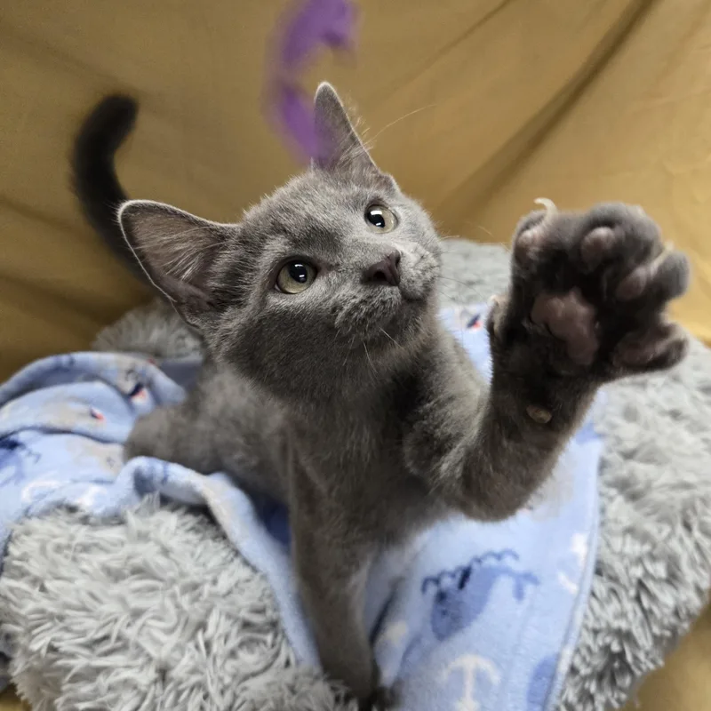 A baby medium-sized male Gray / Blue / Silver Domestic Short Hair cat named Andesite for adoption in Richmond, KY