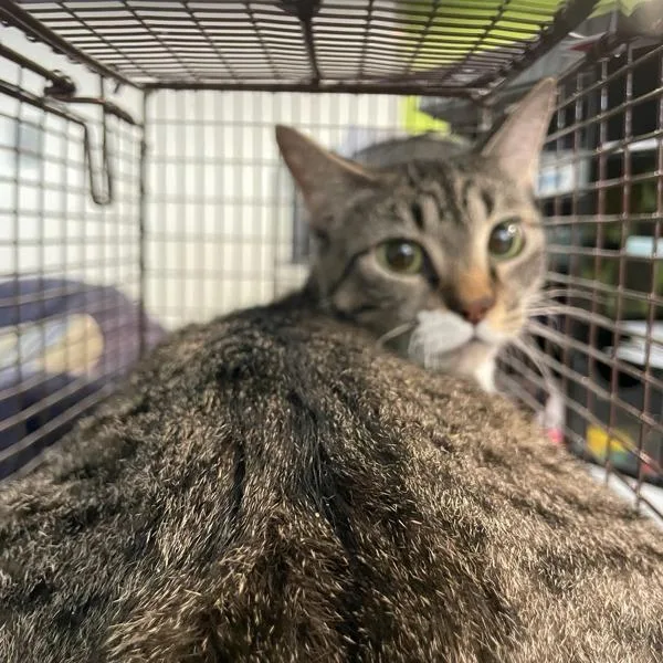 A young small-sized female Domestic Short Hair cat named Garcelle for adoption in Des Moines, IA